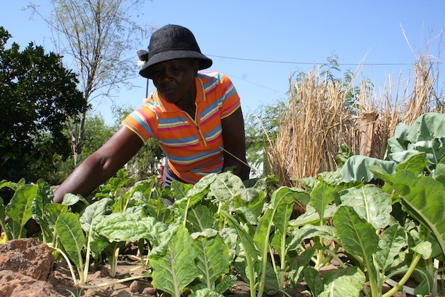 As mulheres de Lupane investem em seus cultivos os ganhos que obtêm fazendo artesanato. Foto: Busani Bafana/IPS