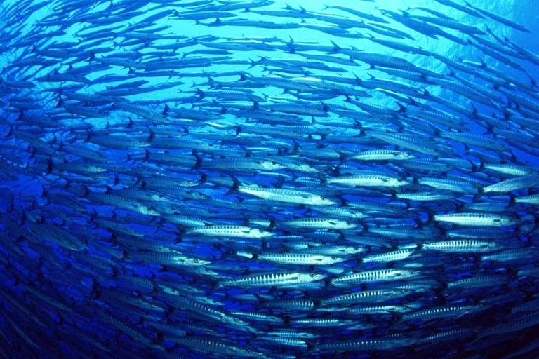 Os oceanos são tão importantes quanto as florestas para a regulação do clima da Terra. Foto: FAO
