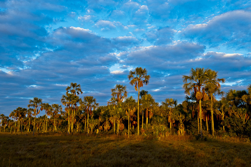 Cerrado: savana mais rica do planeta. Foto: © Bento Viana/WWF-Brasil