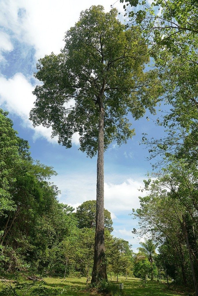 A castanheira é um das árvores amazônicas cujo fruto pode ser explorado de forma responsável. Foto: © WWF-Brasil /Zig Koch