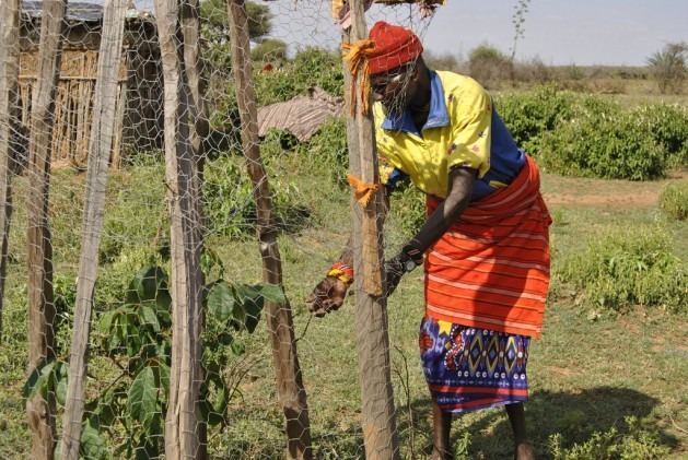 Sipian Lesan, pastor seminômade de Lekuru, um povoado do Quênia, com uma de suas plantas frutíferas. Foto: Robert Kibet/IPS