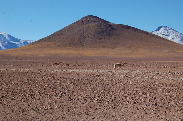 O deserto de Atacama, o mais árido do mundo, acolhe parte importante do potencial geotérmico do Chile e é o local da primeira usina sul-americana para aproveitar essa energia. Foto: Marianela Jarroud/IPS