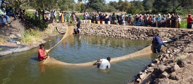 A piscicultura permitiu a muitos africanos combater a pobreza e a fome. Foto: Jeffrey Moyo/IPS