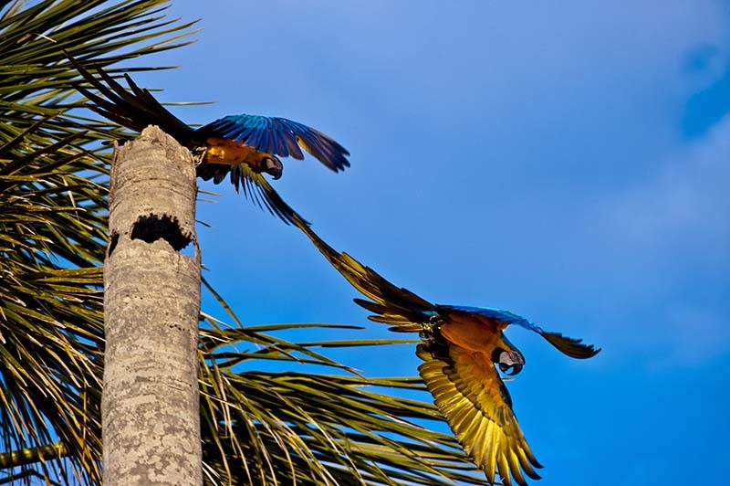 Biodiversidade do Cerrado. Foto: © Bento Viana/WWF-Brasil