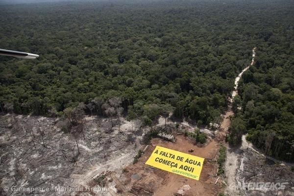 Área recém desmatada em Roraima. Foto: © Greenpeace/Marizilda Cruppe