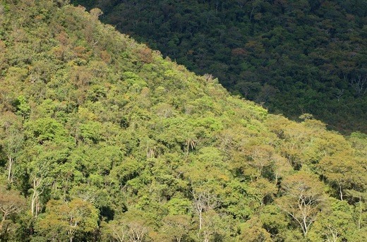 Floresta em área indígena na Amazônia. Foto: Damian Nery/Ipam