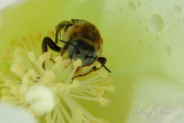 Algodão: As flores polinizadas por abelhas apresentaram um aumento de 12% a 16% no peso da fibra e um incremento de 17% de sementes por fruto. Foto: Viviane C Pires