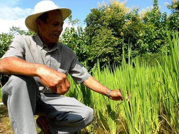 O camponês Vicente Castrellón, de 69 anos, mostra sua plantação de arroz biofortificado no distrito de Olá, no Panamá, uma das iniciativas que há na América Latina para impulsionar, ao mesmo tempo, a pequena agricultura familiar e combater a fome. Foto: Fabíola Ortiz/IPS