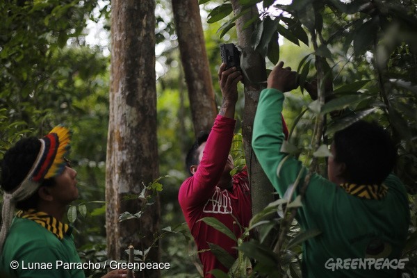 Ka'apor instalam câmeras de vigilância na floresta para identificar a ação de madeireiros ilegais. Foto: ©Greenpeace/Lunaé Parracho