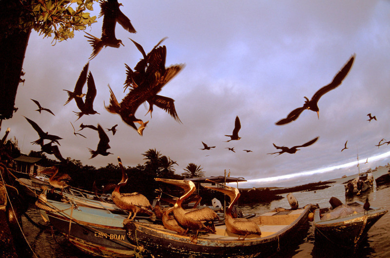 A exploração de petróleo é uma grande ameaça aos Patrimônios Naturais Mundiais. Foto: © R.Isotti, A.Cambone - Homo Ambiens / WWF