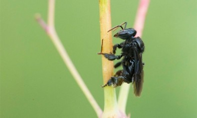 Irapuás são capazes de se dispersar por longas distâncias e sobreviver em ambientes fortemente alterados, indica estudo (Trigona spinipes em um galho. Foto: Thorben Schoepe)