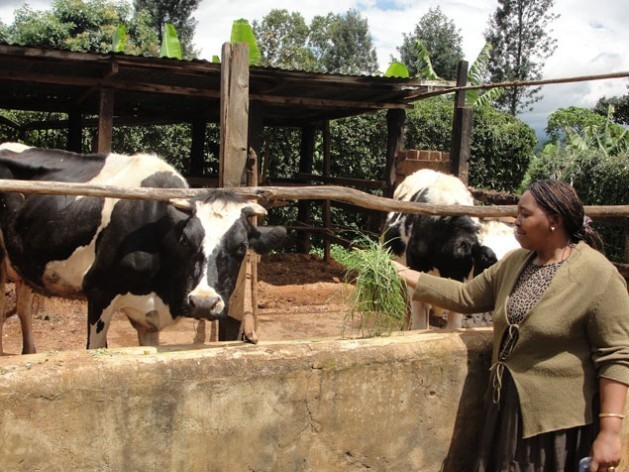 O gado bovino concentra o maior volume de emissões de metano das atividades pecuárias. Foto: Miriam Gathigah/IPS