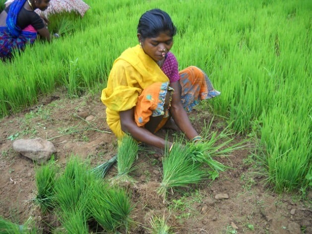 Neste ano, as consequências da mudança climática na Índia causaram perdas agrícolas que superam os US$ 4 bilhões. Foto: Manipadma Jena/IPS