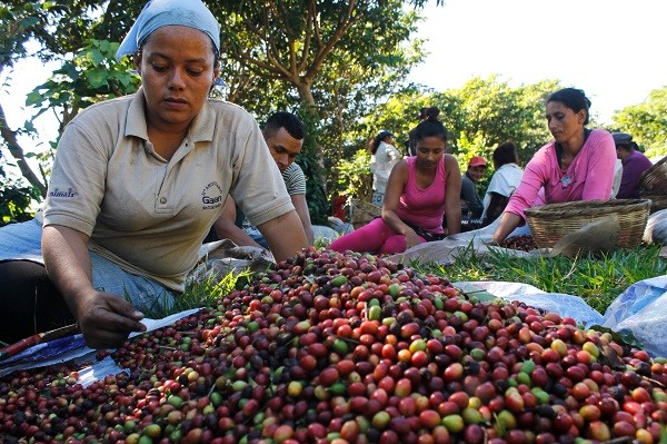 Isly Membreño separa os grãos de café verdes dos vermelhos, parte de suas tarefas como coletora na fazenda Montebelo em El Salvador. Foto: Edgardo Ayala/IPS