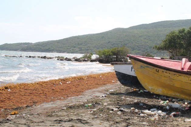 Praias afetadas pela erosão e infestadaspor algas Sargassum mortas fazem parte da paisagem comum na baía de Hellshire, na Jamaica. Os cientistas atribuem o fenômeno à mudança climática. Foto: Zadie Neufville/IPS