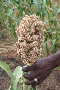 A ciência pode melhorar a produção agrícola e a nutrição e garantir a segurança alimentar na África. Foto: Busani Bafana/IPS