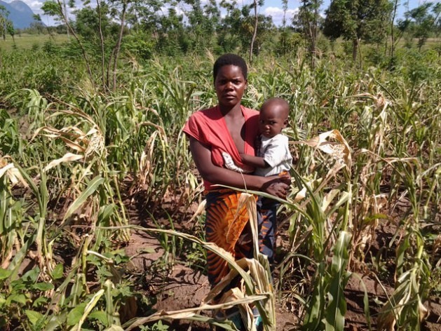 Mwandida Mojolo tem quatro filhos. Na foto está parada diante de seu milharal, que sofreu os efeitos do fenômeno El Niño/Oscilação do Sul. Foto: CharityPhiri/IPS