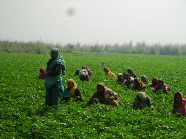 As camponesas de Bangladesh preferem cultivos resistentes às variações climáticas. Foto: NaimulHaq/IPS