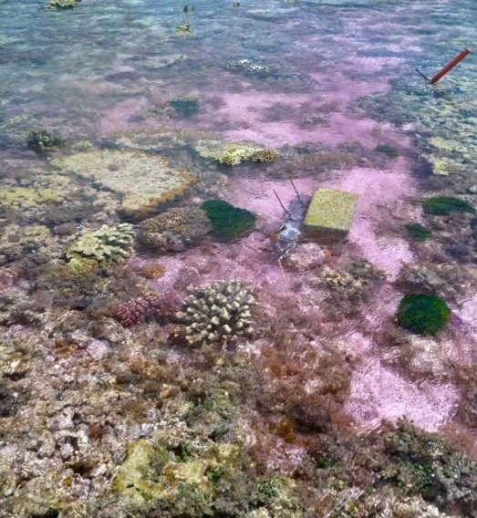 Platô coralino tingido durante experimento na Austrália. Foto: Ken Caldeira/Nature 