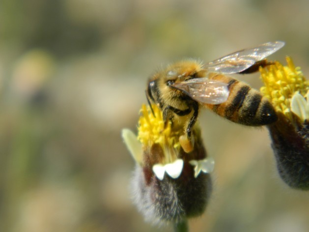 Inseticidas sintéticos costumam ser considerados prejudiciais para as abelhas. Foto: Zadie Neufville/IPS