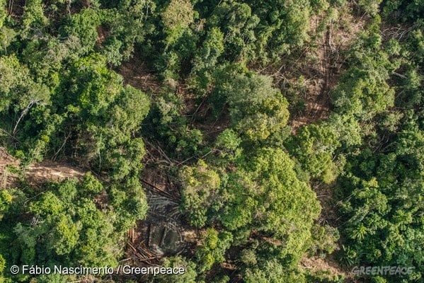 Em investigação de 2015, Greenpeace flagrou estradas e madeira retirada ilegalmente da TI Cachoeira Seca. Foto: © Fábio Nascimento/Greenpeace