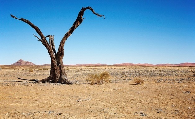 Na África há dois bilhões de hectares muito degradados pela desertificação. Foto: Bigstock/IPS