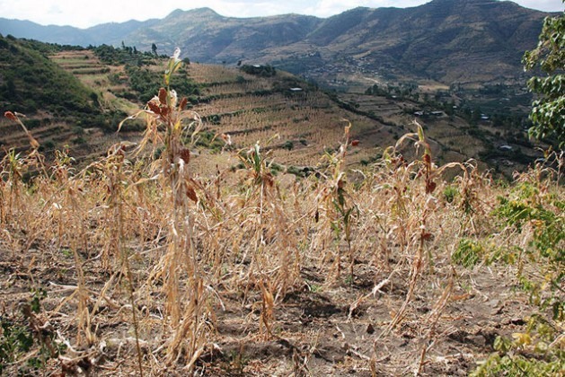 A região de Hararghe ocidental, na Etiópia, em dezembro de 2015. Cerca de 10,2 milhões de pessoas sofrem insegurança alimentar no contexto de uma das piores secas registradas nesse país africano em décadas. Foto: Stephanie Savariaud/WFP