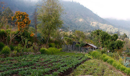 Uma propriedade de San Luis, na Guatemala. Foto: FAO Guatemala