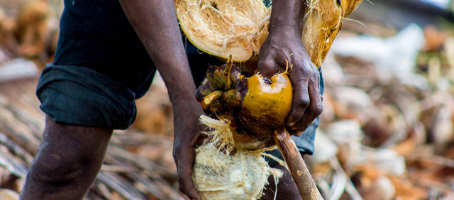  Em Moçambique, o investimento ambiental gera benefícios para os mais pobres. As comunidades locais se esforçam para proteger seus ecossistemas e preservar sua renda, após uma enfermidade que devastou as plantações de coco. Foto: Pnuma