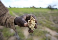 Um agricultor de subsistência do Zimbábue mostra um milho deformado que cresceu em seu campo nos arredores de Harare. Foto: FAO