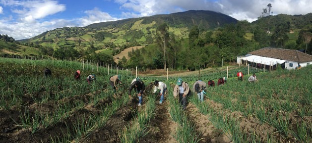 Pequenos agricultores trabalhando em uma propriedade familiar, na América Latina. Foto: Camilo Vargas/FAO