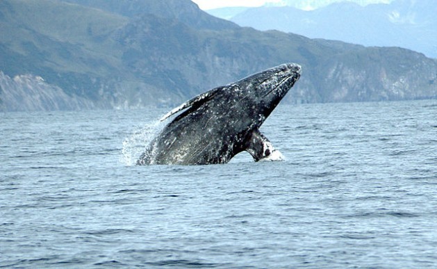 Exemplar de baleia-cinzenta. Foto: Merrill Gosho/NOAA