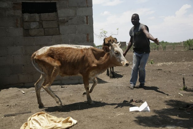 Um homem não identificado ajuda uma vaca afetada pela seca a se levantar,em Chipinge, um distrito do Zimbábue. Foto: Jeffrey Moyo/IPS