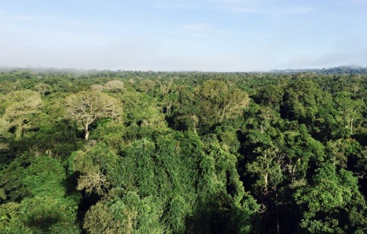 Floresta intacta no norte de Mato Grosso, região de intensa pressão madeireira e de caça. Foto: Claudio Angelo/OC