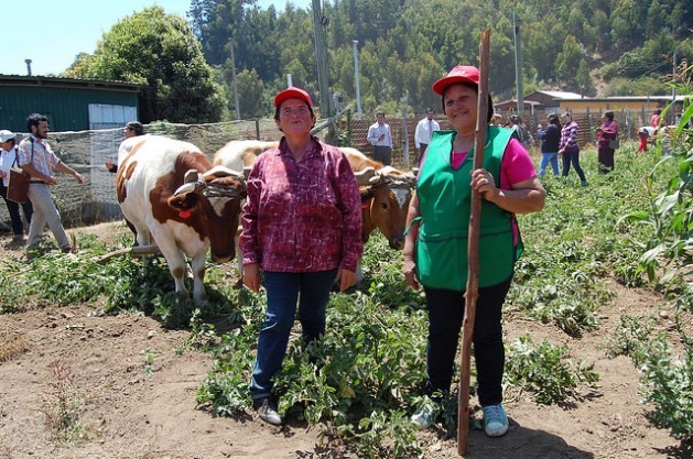 Duas produtoras agropecuárias de Cobquecura, no centro do Chile, mostram a visitantes mudanças em seus cultivos de subsistência para enfrentar o aumento da temperatura no planeta, com apoio de políticas públicas a favor da segurança alimentar em tempos de mudança climática. Foto: Claudio Riquelme/IPS 