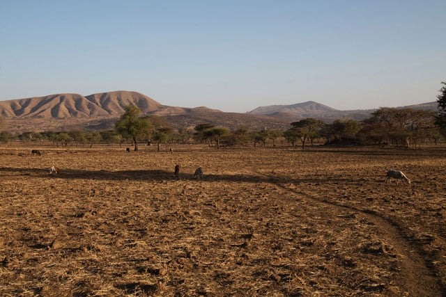 A seca associada ao fenômeno El Niño afetou severamente a comunidade Arsi, na Etiópia. Foto: Charlotte Cans/Ocha