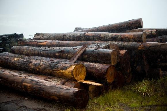 Toras de madeira extraídas ilegalmente da Terra Indígena Manoki apreendidas pelo Ibama. Foto: Marcelo Camargo/Agência Brasil