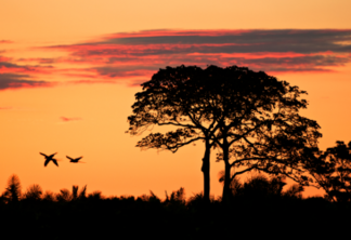 O Pantanal está localizado no coração da América do Sul e tem 170.500,92 mil km² de extensão, ocupando parte dos estados do Mato Grosso e Mato Grosso do Sul estendendo-se pela Bolívia e Paraguai. Foto: © Adriano Gambarini/WWF-Brasil