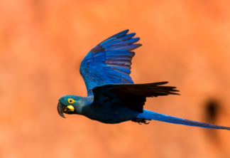 Arara-azul-de-lear é devolvida ao Brasil