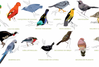 15 histórias de conservação, pesquisa e amor pelas aves