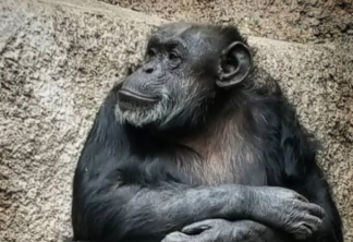 Chimpanzé argentina libertada por Habeas Corpus vem morar no Brasil