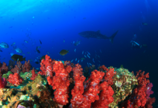 Cinco curiosidades do oceano por exploradores(as) do National Geographic
