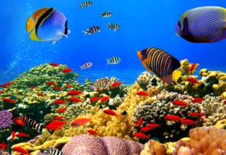 Esperança pelo futuro dos recifes de corais do Caribe e dos oceanos