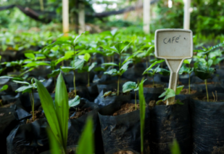 Florestas de café: alternativa sustentável contra o avanço da pecuária na Amazônia