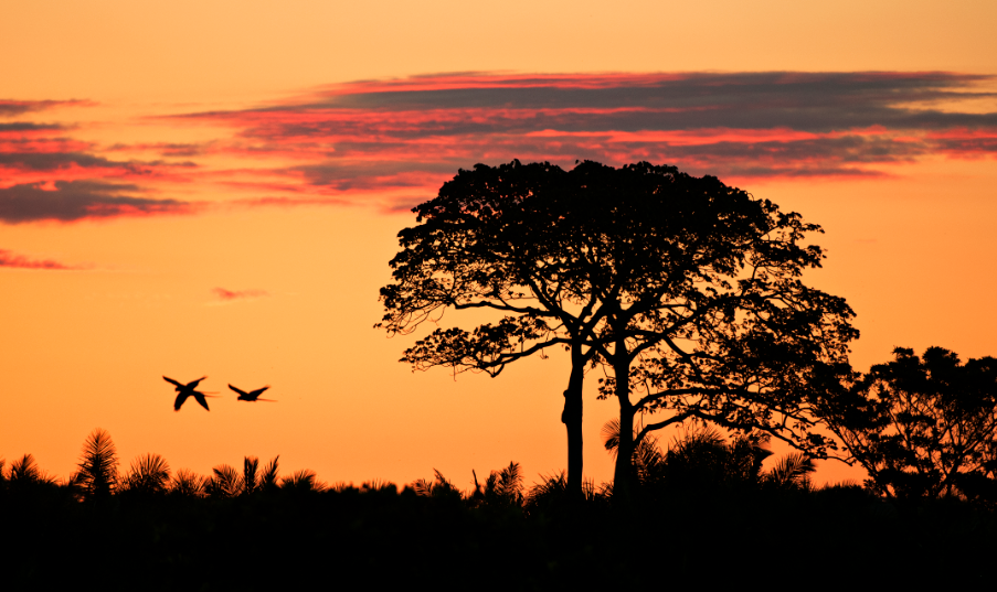 O Pantanal está localizado no coração da América do Sul e tem 170.500,92 mil km² de extensão, ocupando parte dos estados do Mato Grosso e Mato Grosso do Sul estendendo-se pela Bolívia e Paraguai. Foto: © Adriano Gambarini/WWF-Brasil