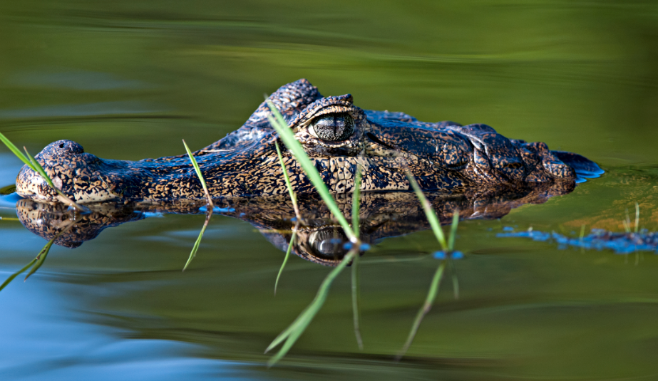 No Pantanal vivem mais de 4,7 mil espécies animais e vegetal. Foto: © Adriano Gambarini/WWF-Brasil