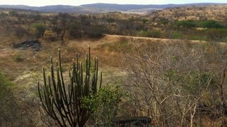 Cactos, arbustos espinhosos e plantas de caule grosso compõem a maior parte da vegetação da Caatinga, que significa “mata branca” na língua tupi (caa = vegetação, tinga = branco). Foto: Juan Carlos Vargas Mena.