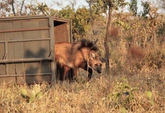 Escolhido para cédula de R$ 200, lobo-guará sofre ameaça de extinção