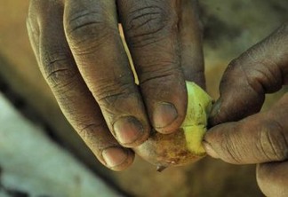 Como comunidades tradicionais estão salvando o Cerrado por meio da comida