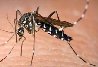 Encontradas bactérias que podem combater o Aedes aegypti
